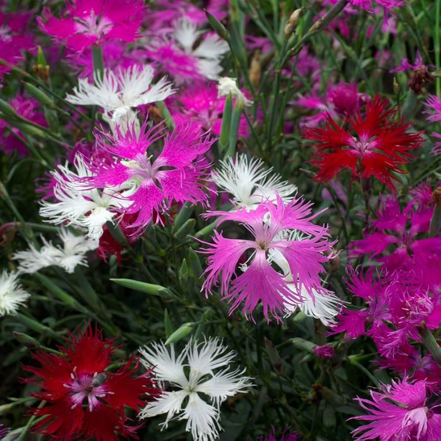 Dianthus Superbus Fringed Pink flower seeds for vertical gardens and home planting - for planting in home garden