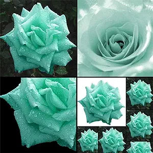 Green Rose Flower Seeds â€“ Unique Rosette Blooms with Verdant Petals