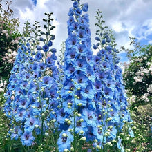 DELPHINIUM AJACIS Mixed Seeds for a lasting display in the Flower Bed