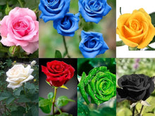 Multi-color rose garden balcony flower seeds