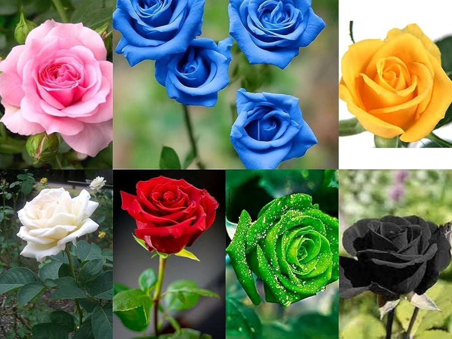 Multi-color rose garden balcony flower seeds