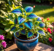 Light Green Coleus Seeds known for beautiful Bonsai Plants, Colorful Flowers
