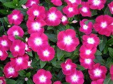 Rose Halo Periwinkle Seeds for gardeners building out beds and borders