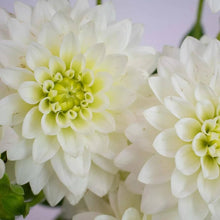 Dahlia Seeds for a lasting display in the White Garden