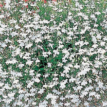 Lobelia White Palace Pelletized Seeds for growers filling out the Garden