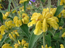 Jerusalem Sage Seeds (Phlomis fruticosa) for a flavorful crop in the Herb Garden & Vegetable Patch