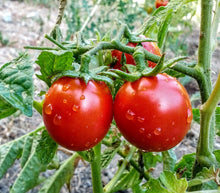 Heirloom Bio-Porter Tomato Seeds for a productive addition to the vegetable patch