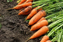 Giant Carrot Seeds valued by growers for nutrient Rich Healthful Root Vegetables ( pcs