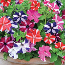 Star Petunia Seeds for gardeners building out beds and borders
