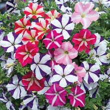 Star Petunia Seeds for gardeners building out beds and borders