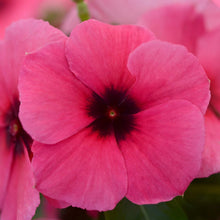 Vinca Annual Raspberry Cooling seeds for vibrant blooms