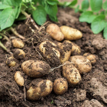 Yukon Potato Seeds (Solanum tuberosum) for productive rows in the Vegetable Patch