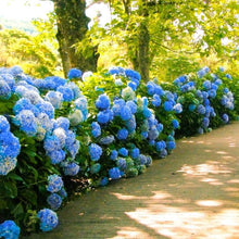 Blue Hydrangea Hydrangea Macrophylla Seeds for trellises and fences in the Flower Bed & Home Garden