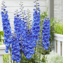 Giant Delphinium Delphinium Elatum Seeds for a lasting display in the Flower Cottage Garden