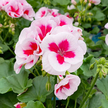 White & Red Geranium Seeds for gardeners building out beds and borders