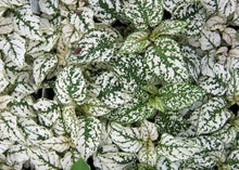 Hypoestes Splash Mix Seeds for growers filling out the Colorful Indoor Garden
