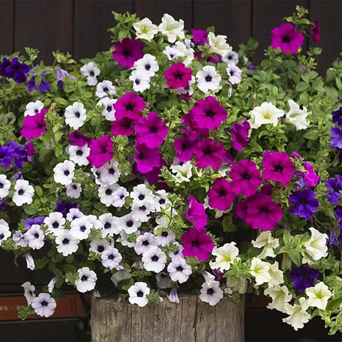 Petunia Petunia Hybrida Different Color Flower Seeds for Planting – Ideal for Hanging Baskets and Garden Borders