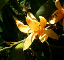 Champaca Magnolia Seeds (Michelia champaca) for a bright addition to the home garden landscapes