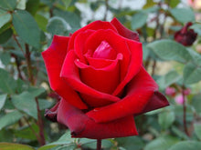 Rose Tree Standard Rosa Seeds for long-term planting in the yard