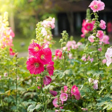 Henry Red Malve Alcea Rosea Seeds known for tall, Beautiful Pink Flowers