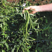 Yardlong Bean Seeds (Vigna unguiculata) for growers stocking the vertical garden trellises
