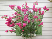 Crepe Myrtle Lagerstroemia Bonsai Seeds for long-term planting in the yard