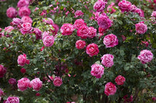 DIY home garden climbing rose seeds