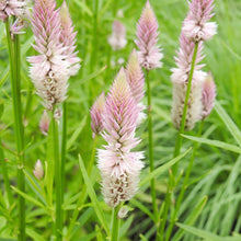 Celosia Piumato Pink Flamingo Seeds for reliable seasonal color