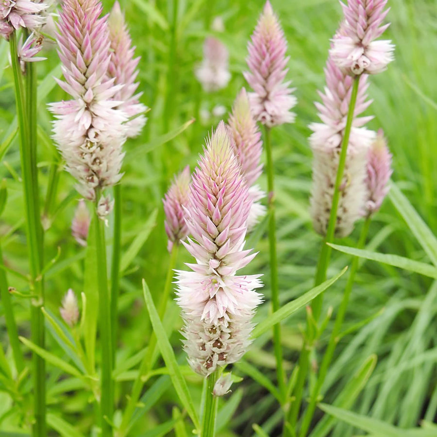 Celosia Piumato Pink Flamingo Seeds for reliable seasonal color