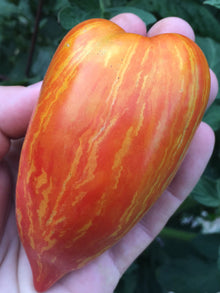 Striped Roman Tomato Seeds (Solanum lycopersicum) for a productive addition to the vegetable patch