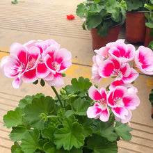 Japanese Geranium Seeds (Geranium thunbergii) for a lasting display in the home garden and patio containers