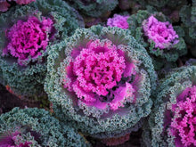 Kale Seeds for growers stocking the Brassica Oleracea Garden