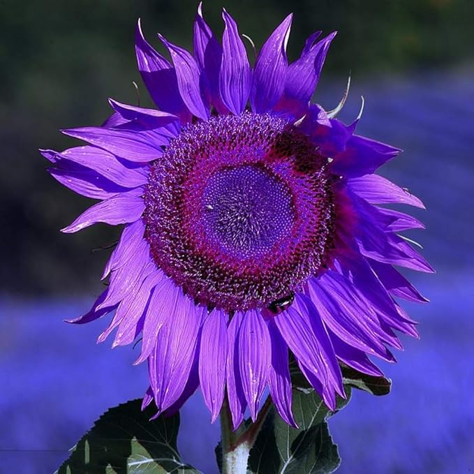 Sunflower Helianthus Annuus Purple Bonsai Flower Seeds for Planting – Compact Variety for Indoor Pots and Small Garden Spaces