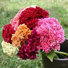 Giant Red Cockscomb Seeds for growers seeking a long-blooming display