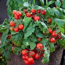 Tomato Seeds (Solanum lycopersicum) for productive rows in the Kieselstein All-Purpose in Kitchen Garden