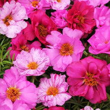Ruby Jewel Moss Rose Portulaca Seeds grown for bright, Vibrant Moss Roses