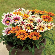 Gazania Gazania Rigens Seeds valued for sunny Home Ground Cover