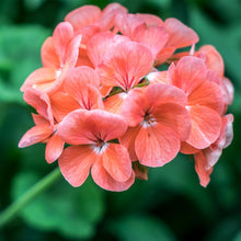 Geranium Pelargonium × hortorum Pinto Premium Salmon flower seeds for planting in home garden or containers - for planting in home garden
