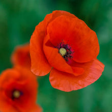 Poppy Seeds (Papaver somniferum) for colorful blooms in the Flower Bed & Garden