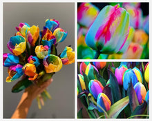 Plant Seeds (Rainbow tulip) for growers filling out the outdoor garden beds or balcony pots