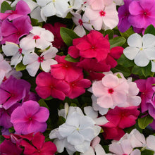 Pink Malve Mix for planting in home garden