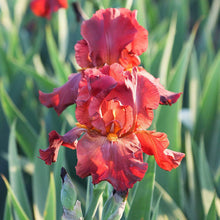 Bearded Iris Seeds (Iris germanica) for growers filling out the Urban Garden or Backyard Flower Bed