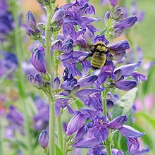 Penstemon Strictus Violet Seeds valued for beautiful Violet Flowers