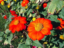 Red Mexican Sunflower Seeds prized for bold Red Blooms