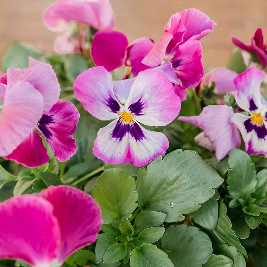 Pansy Flower ��������� Viola ������ wittrockiana ��������� for planting in light pink purple garden