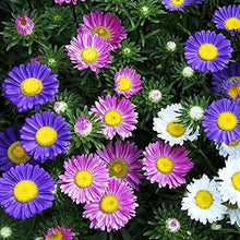 Aster Alpinus Mixed Seeds (Aster alpinus) for colorful blooms in the ornamental planting and backyard borders