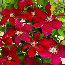 Clematis Seeds for a colorful addition to any planting