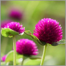 Gomphrena Higro Lila Seeds prized for heat-Tolerant Annual Flowers