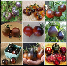 Seltene Verändertes Blatt Tomate Seeds known for cultivating rare, heirloom tomatoes with distinctive, modified leaves and