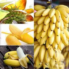 Banana Seeds (Musa spp.) grown for tropical Indoor Gardening